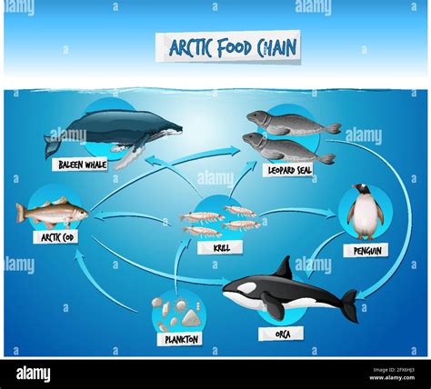 Arctic Marine Food Web Hi Res Stock Photography And Images Alamy