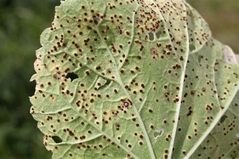 Identifying And Treating Hollyhock Diseases And Pests