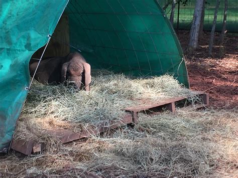 Building Pig Shelters On A Budget Corva Bella Farm