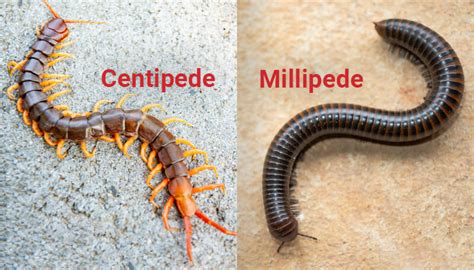 Centipede Bite
