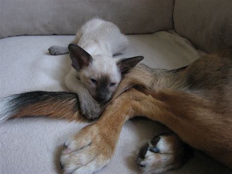 Siameser kitten | Animals, Kitten, Oriental cat