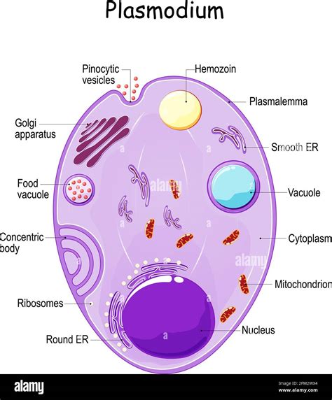 Plasmodium Anatomy Structure Of Unicellular Parasite Of Vertebrates