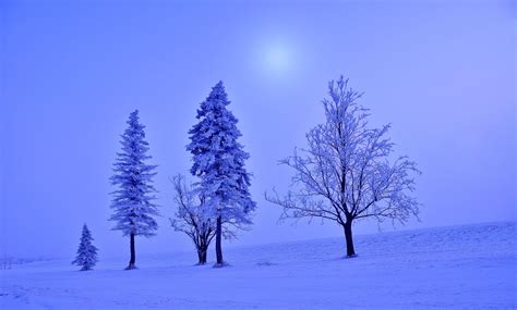 Winter Tree Landscape 2348 4k Wallpaper