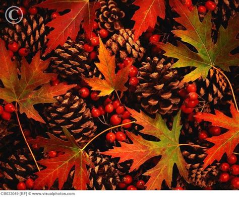 I Love All Things Autumn Interesting Things Pinterest