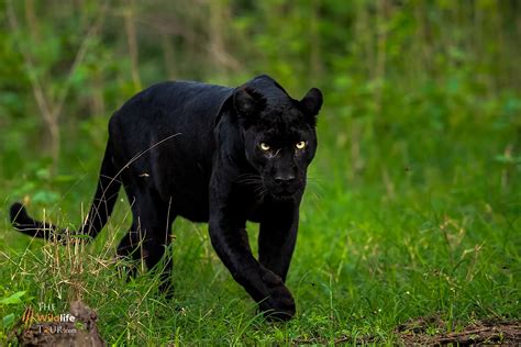 Taj Tigers And Black Panther Tour The Wildlife Tour