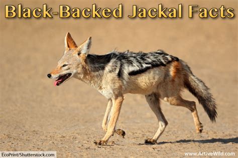 African Jackal Facts