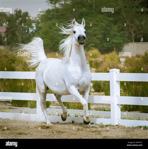 Arabian Stallion White Running Hi Res Stock Photography And Images Alamy