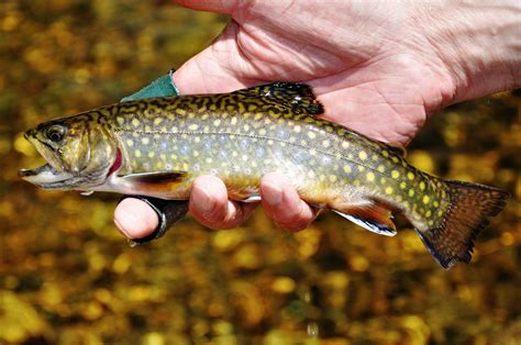 New Hampshires Stocking Problem — Native Fish Coalition