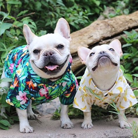 French bulldogs are a brachycephalic breed, which is a fancy way of saying they have short, smashed faces. The Best Harnesses and Clothes That Fit French Bulldogs ...