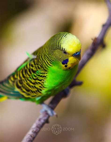 Green And Yellow Parakeet By Studiozoom Nature Photography Budgies