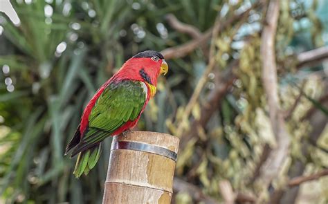 8 Animals Found In Fiji Worldatlas