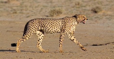 An Exhaustive List Of The Animals In The Sahara Desert Desert Animals