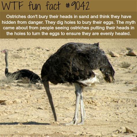 Why Ostriches Bury Their Head In The Sand Wtf Fun Facts Wtf Fun