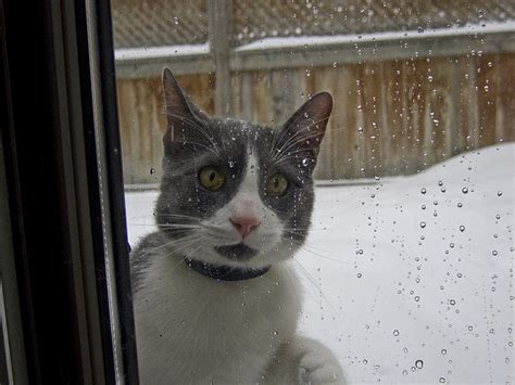 Get tips on training, raising and taking care of your cat with help from a small animal and exotic veterinarian in this free video series. How cold is too cold for our pets? | petMD
