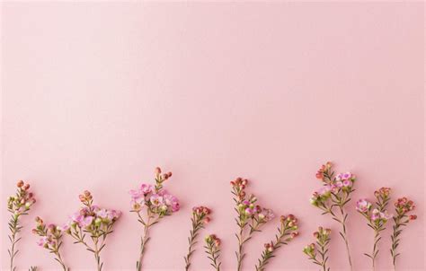 Pink Floral Desktop Wallpapers Top Free Pink Floral Desktop