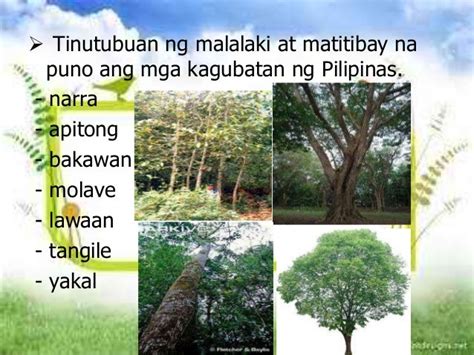 Mga Halimbawa Ng Yamang Gubat Sa Pilipinas Images And Photos Finder
