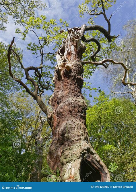 Looking Up The Trunk Of A Gnarled Twisted Oak Tree Stock Image