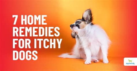 Top Home Remedies For Your Dogs Itchy Skin Dogs Naturally