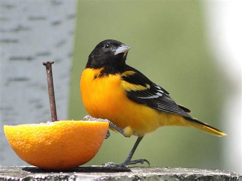 Baltimore Oriole | The Biggest Animals Kingdom