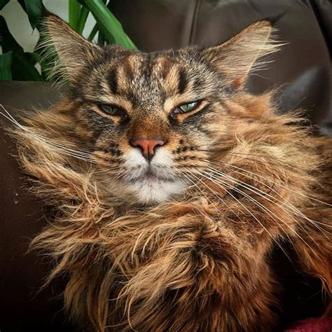 14 Huge Facts About Maine Coons The Paws