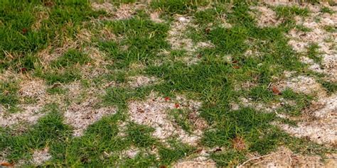 Lawn Fungus Identification Guide And Pictures 6 Ways To Avoid Them