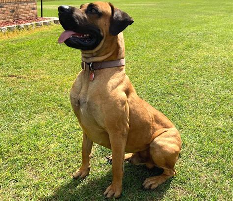 Black Mouth Cur Dog Characteristics And Best 17 Facts