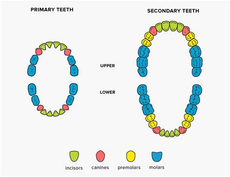 What Are The Different Types Of Teeth Called Sure Dental