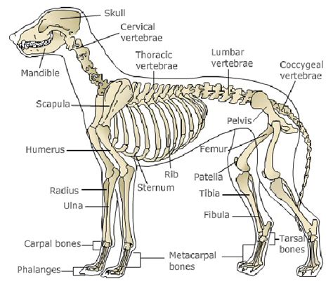 Bone And Joint Tumors In Dogs East Paulding Animal Hospital
