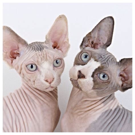 This Hairless Cat Is Hypoallergenic For Obvious Reasons Similar To The Cornish Rexs They