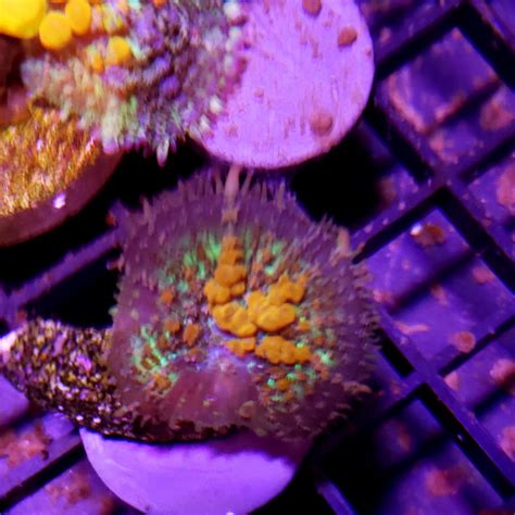 Bounce Mushroom Id Reef2reef Saltwater And Reef Aquarium Forum