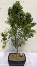 I'm virgil, the eastern red cedar or the juniperus virginiana. Eastern Red Cedar Bonsai Tree (juniperus virginiana)