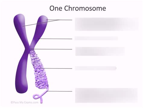 Chromosome Structure Diagram Quizlet