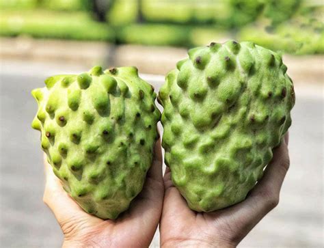 Chất lượng thì miễn bàn, mà giá thành lại rẻ vô cùng, hàng nội địa đài chất lượng tốt, mà. Cây Giống Na Dứa Đài Loan
