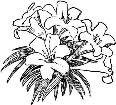 Lilies Clipart Etc