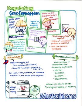 Biology Doodle Notes DNA Protein Synthesis Gene Regulation Biotechnology