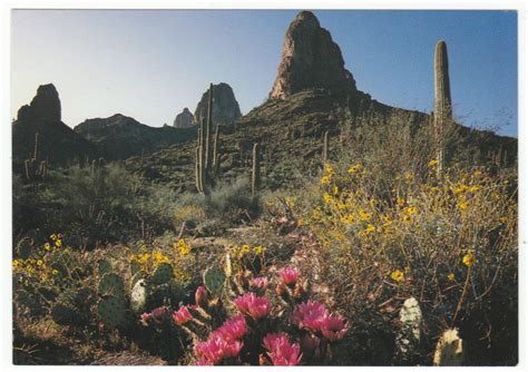 Postcards United States 1311 Desert Cacti In Bloom Arizona