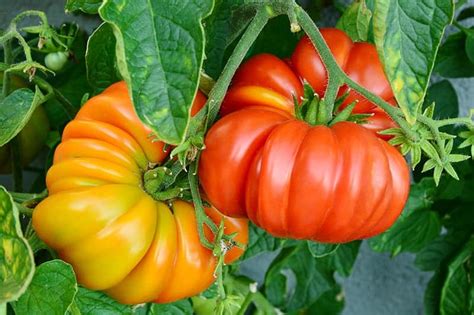 36 Types Of Tomatoes Growing Tips Facts And Photos