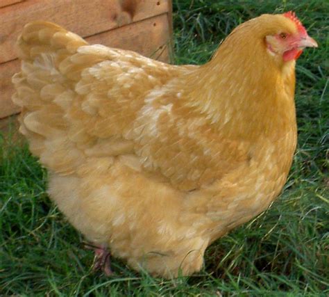 Buff Orpington Perth Western Australia Breeder Backyard Chickens Learn How To Raise Chickens