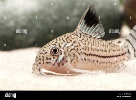 Three Line Catfish Corydoras Trilineatus Hi Res Stock Photography And