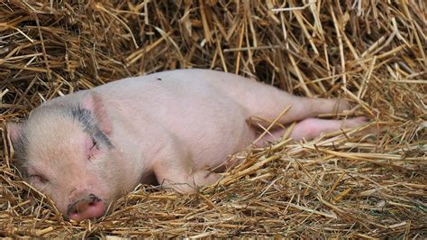 Harvard Researchers Have Genetically Modified Pigs To Make Their Organs