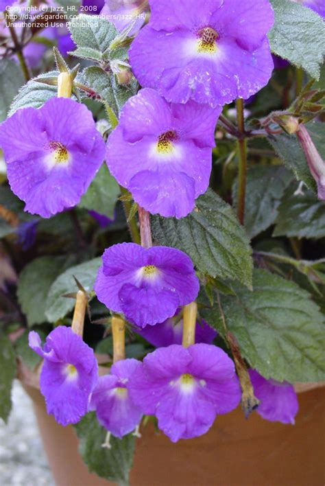 Plantfiles Pictures Achimenes Cupid S Bow Hot Water Plant Magic Flower Mother S Tears