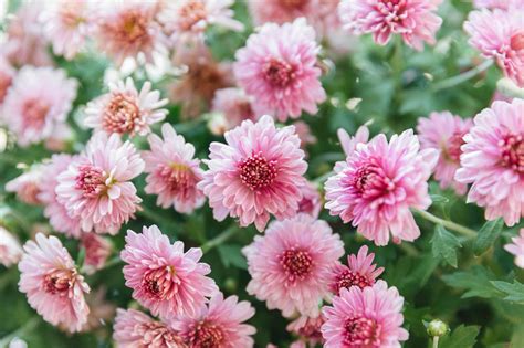 Chrysanthemums Plant Care And Growing Guide