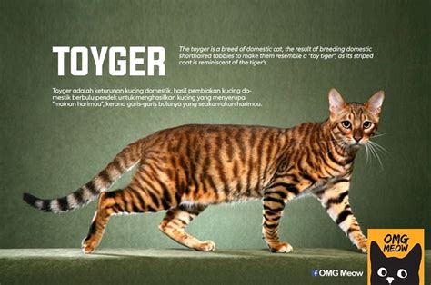 30 Of The Most Popular Cat Breeds And Their Origins Artofit