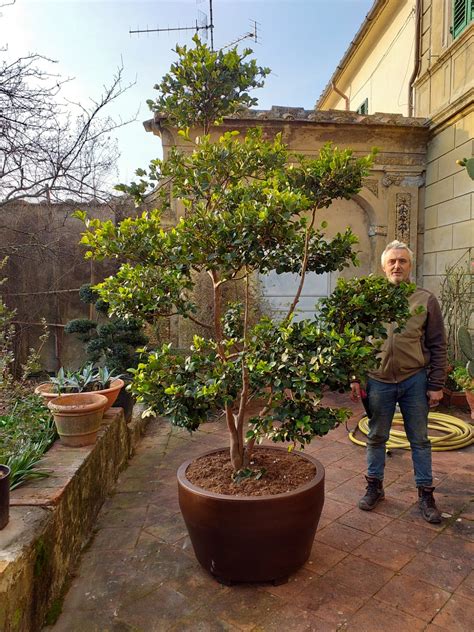 Camellia oleifera Matteini® - Matteini Tranquillo