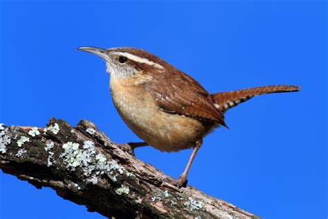 Popular Backyard Birds Of Virginia With Pictures Birdwatching Tips