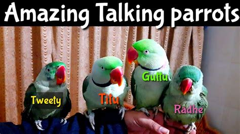 Funny Parrots Amazing Talking Parrot Compilation A Cute Funny