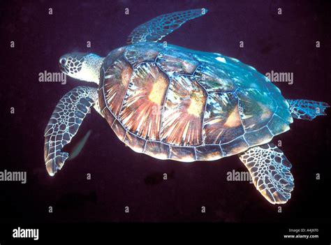 U 10 Hawksbill Sea Turtle Swimming Stock Photo Alamy