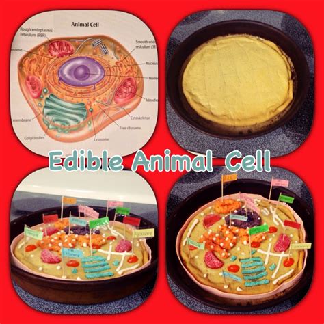 Maybe you would like to learn more about one of these? Edible Animal Cell science project. Sugar cookie dough ...