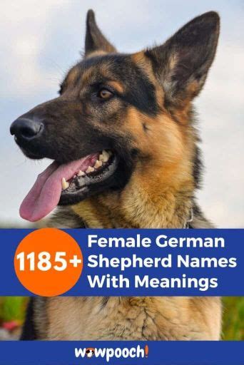 Top 1185 Best Female German Shepherd Names With Meanings Wowpooch