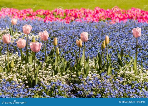 Pink Tulips And Forget Me Not Flowers Field Stock Photo Image Of